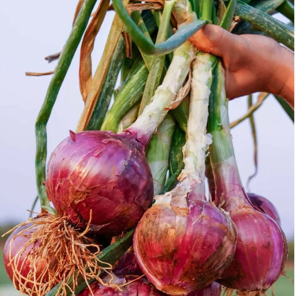 200 Onion Seeds, Fragrant Onion Seeds Seeds, Fragrant Onion Seeds, Red Onion Seeds, Authentic Variet