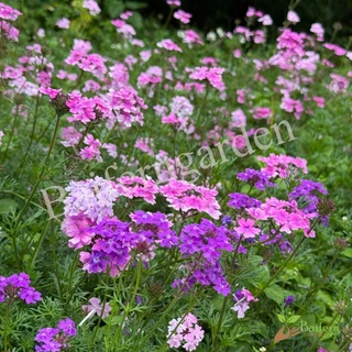 ต้นกล้าดอกเวอร์บีน่าเซเรนิตี้คละสี (verbena serenity) ดอกไม้กินได้ รากแน่นพร้อมปลูก เลี้ยงง่าย ต้นอายุหลายปี