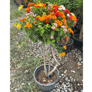 ผกากรองแฟนซี เสียบยอด มีหลายสีในต้น สวยมากๆ Lantana camara, tick berry