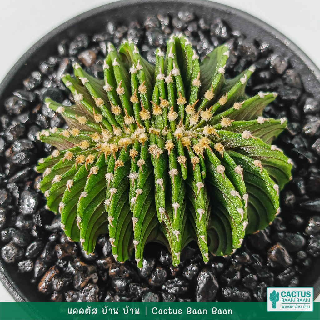 ยิมโน LB2178 คริสตาต้า (Gymnocalycium mihanovichii LB2178 f. cristata) คัดฟอร์ม พร้อมส่ง จัดส่งทั้งก