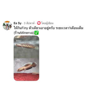 อาหารปลา Finy Pellet เร่งครีบสำหรับปลาสายน้ำเย็น นำเข้าจากเวียดนาม