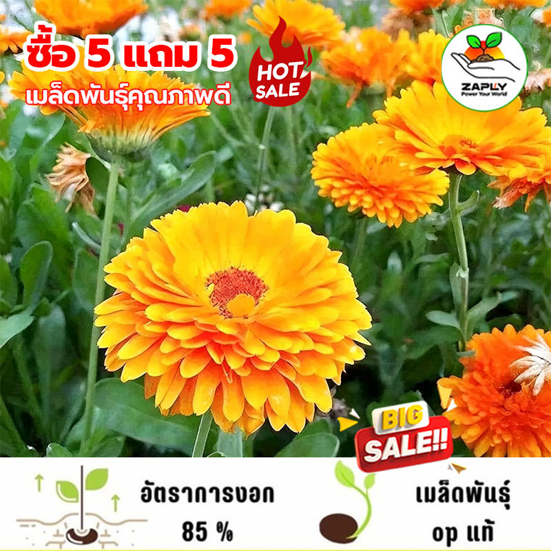 【ซื้อ 5 แถม 5 ฟร】 มล็ดพันธุ์ คาเลนดูล่า ดาวเรืองหม้อ 200 เมล็ด Calendula Seed เมล็ดพันธุ์แท้ นำเข้าจากต่างประเทศ ปลูกผัก
