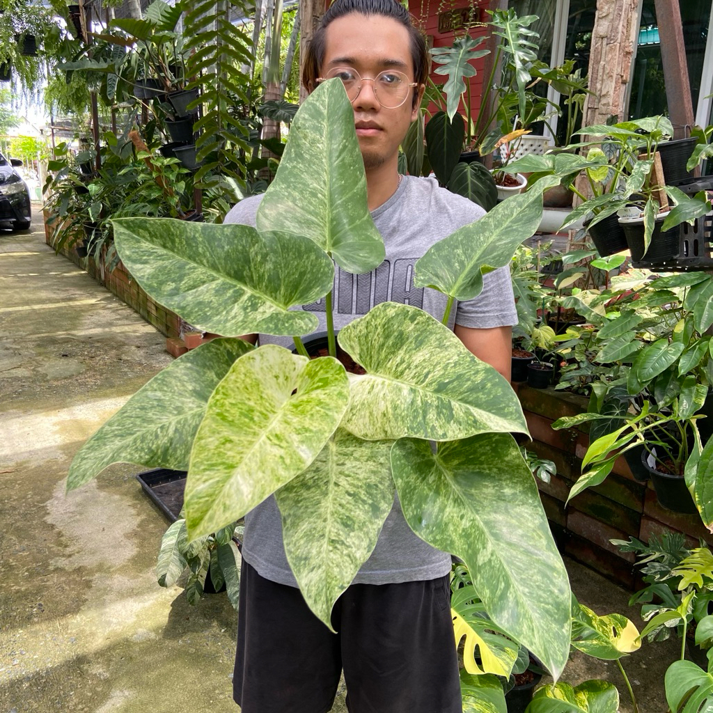 Philodendron giganteum (Variegated) ฟิโลเดนดรอนหูช้างด่างขาว