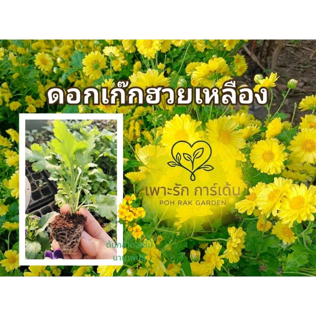 ต้นกล้าดอกเก๊กฮวยเหลืองต้นละ 7฿ต้นกล้าพร้อมลงปลูก ชุดละ 10 ต้น