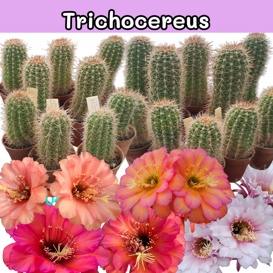 Trichocereus ไตรโชซีรีอุส กระถาง 2 นิ้ว. ไม้เมล็ดจากเยอรมัน ดอกใหญ่17ซม ไม้สะสม