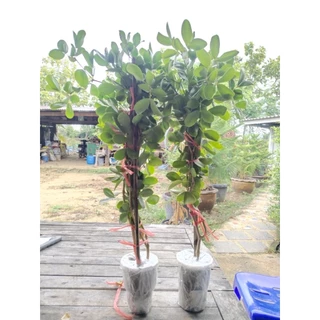 ต้นแก้วเจ้าจอมพันธุ์6+4(10ใบ) สูง 70 cm.
