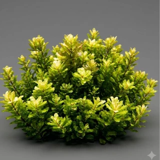 โรทาล่า ทูลูนาเดนซิส Rotala tulunadensis