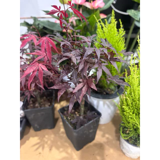 11/8/26 นำเข้าจากจีน เมเปิ้ลญี่ปุ่น สีแดง(Japanese Maple) โดยเฉพาะสายพันธุ์ที่มีใบสีแดงเช่น Deshojo หรือ Beni-Maiko30cm