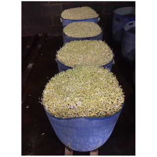 เมล็ดถั่วแขก 10 กิโล (ถั่วใหม่กระสอบสีดำ)