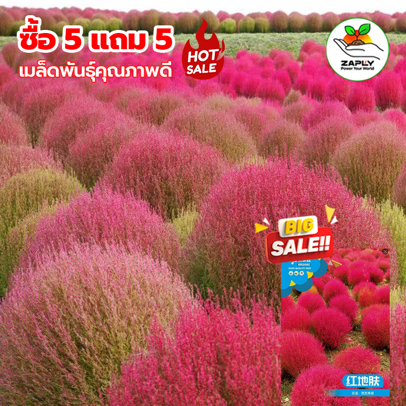 【ซื้อ 5 แถม 5 ฟร】 500 เมล็ด เมล็ดพันธุ์หญ้าโคเซียแดง หญ้าโคเซียแดง เมล็ดพันธุ์แท้ นำเข้าจากต่างประเทศ ปลูกผัก สวนครัว
