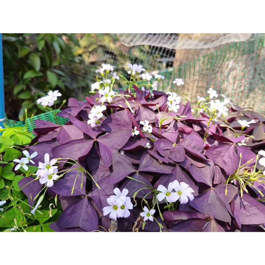 💜 Oxalis triangularis (Purple Shamrock) 💜ผีเสื้อราตรี ใบสีม่วงล้วน ดอกสีม่วงจาง ๆ