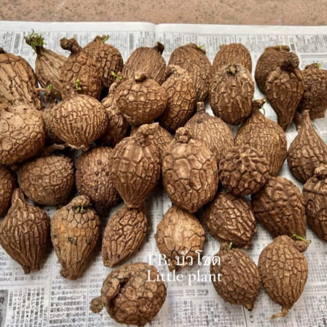บอระเพ็ดพุงช้าง สุ่มหัวตามขนาด 《 ส่งฟรี 》 ไม้โขดพุงช้าง พร้อมคู่มือ / Stephania Suberosa