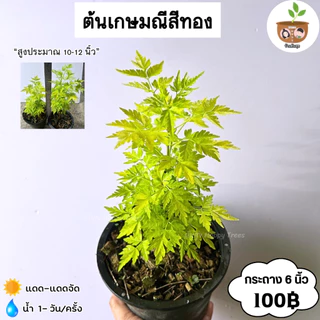 ต้นเกษมณีสีทอง จัดส่งที่ 2 ต้นขึ้นไป คละแบบได้