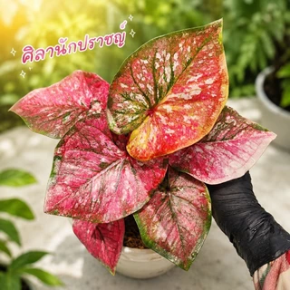 (อัพ16/8/69 )(1)(ส่งภายใน2วัน)รวมบอนสี บอนด่างสวย บอนป้าย กระถาง 4 นิ้ว บอนมีชื่อ บอนสีลูกไม้