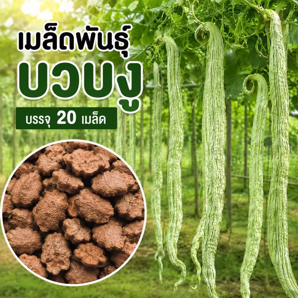 เมล็ดพันธุ์บวบงู ซองละ 20 เมล็ด เมล็ดพันธุ์คุณภาพ
