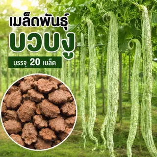 เมล็ดพันธุ์บวบงู ซองละ 20 เมล็ด เมล็ดพันธุ์คุณภาพ