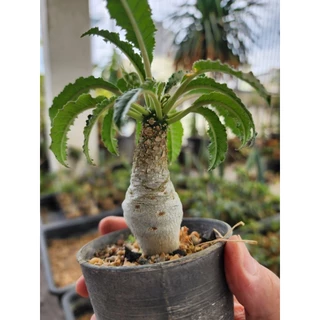 กระบองเพชร แคคตัส Dorstenia Foetida มะพร้าวทะเลทราย