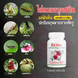 Rosy เซ็ทคู่หูยาเม็ดฝังดิน + สเปรย์ [เลือกสูตรได้] คุมโรคและแมลงนาน 1 เดือน เพลี้ยไฟ เชื้อรา บำรุงกุหลาบ