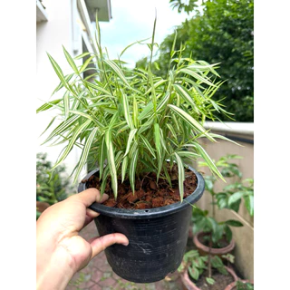 ต้นไผ่แมว ไผ่เงิน กระถางชำ 6"/8"/11" มีรากเดินดีแล้ว ปลูกต่อง่าย ไผ่เงิน หญ้าแมว Cat Grass