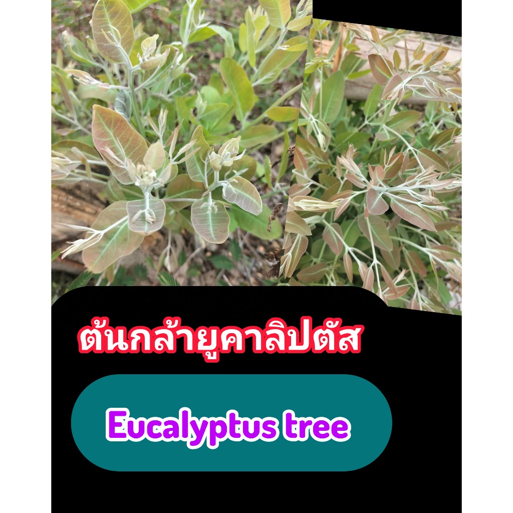 ต้นกล้ายูคาลิปตัสK7 100 ต้น 199 บาทพืชเศรษฐกิจความสูงเฉลี่ย 10 ซ.ม ทนต่อสภาพอากาศร้อนและดินเค็ม มีอายุ 1-2 เดือน