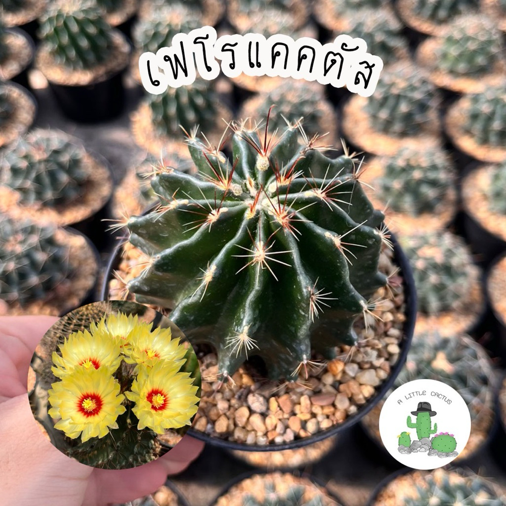 A Little cactus | แคคตัส กระบองเพชร เฟโรแคคตัส