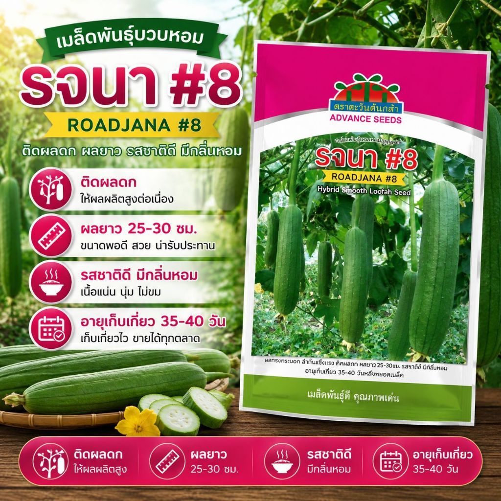 เมล็ดพันธุ์บวบหอมลูกผสม รจนา#8 ตราตะวันต้นกล้า ขนาด50กรัม ROADJANA เมล็ดพันธุ์บวบหอม เมล็ดบวบหอม