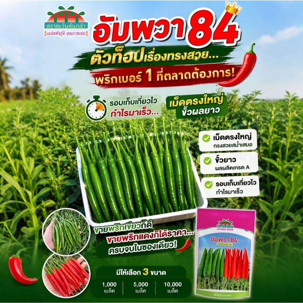 เมล็ดพริกขี้หนู อัมพวา84 ตราตะวันต้นกล้า F1 เมล็ดพันธุ์พริก พริกขี้หนูอัมพวา เมล็ดพริกจินด่าแดง