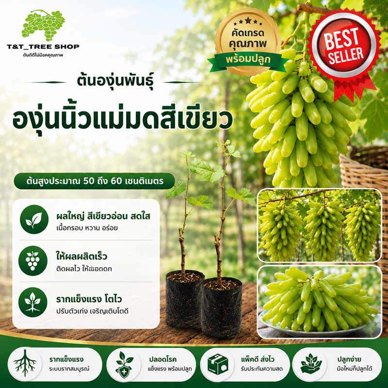 ต้นองุ่นนิ้วแม่มดสีเขียวองุ่นเสียบยอดต้นสูงประมาณ 50 ถึง 60 เซนติเมตร_nhongontayxanh