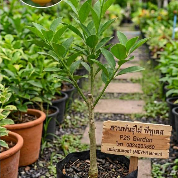 LEMON MEYER TREE, 50-130 cm height - Hybrid Citrus tree เลม่อน เมเยอร์