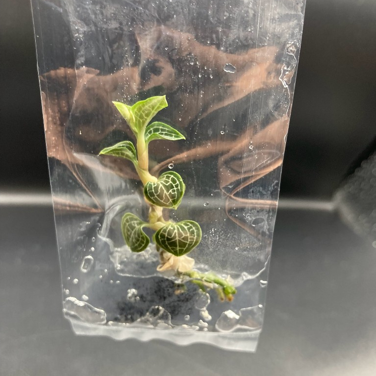 Anoectochilus formosanus กล้วยไม้ดิน | ไม้ไซส์อนุบาล ถอดกระถาง | สามารถรับเลี้ยงน้องได้เลยยยยย