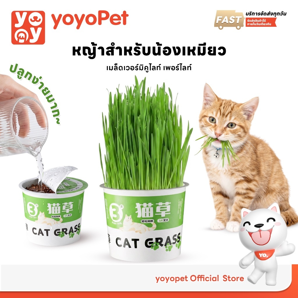 yoyopet : หญ้าแมว ชุดปลูกข้าวสาลี ชุดหญ้าออร์แกนิคพร้อมปลูก วิตามินแมว สำหรับหมา,แมว,หนู,กระต่ายฯลฯ รูปที่ 1