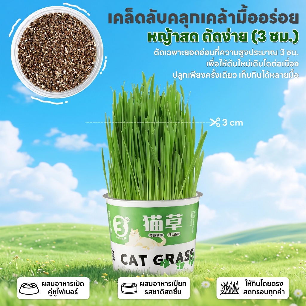 yoyopet : หญ้าแมว ชุดปลูกข้าวสาลี ชุดหญ้าออร์แกนิคพร้อมปลูก วิตามินแมว สำหรับหมา,แมว,หนู,กระต่ายฯลฯ รูปที่ 6