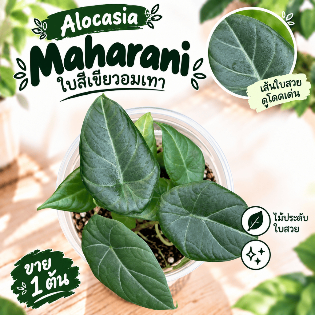 Alocasia Maharani | ต้นไม้อนุบาล 1 ต้น ไม้กระถาง ถอดกระถางห่อสแฟกนั่มมอสส่ง | สามารถพาน้องออกไปเติบโตได้เลยค้าาาา