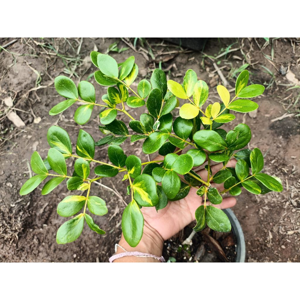 ต้นแก้วเจ้าจอมด่างเหลือง ชนิด6ใบ (Guaiacum officinale Variegated)