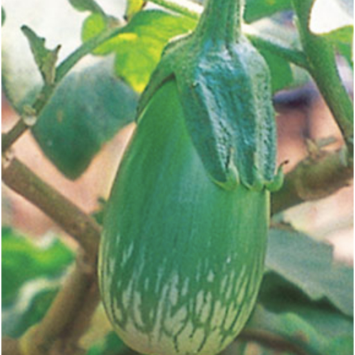 Thai Eggplant Seeds เมล็ดพันธุ์ มะเขือยักษ์ พันธุ์หยกภูพาน (Yok Poo Pan Giant Eggplant Seed) บรรจุ 2