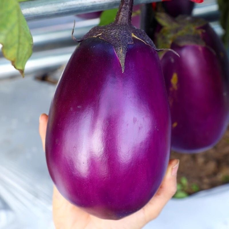 200PCS/PACK Dwarf Purple Eggplant Seeds-Organic Eggplant vegetable seeds