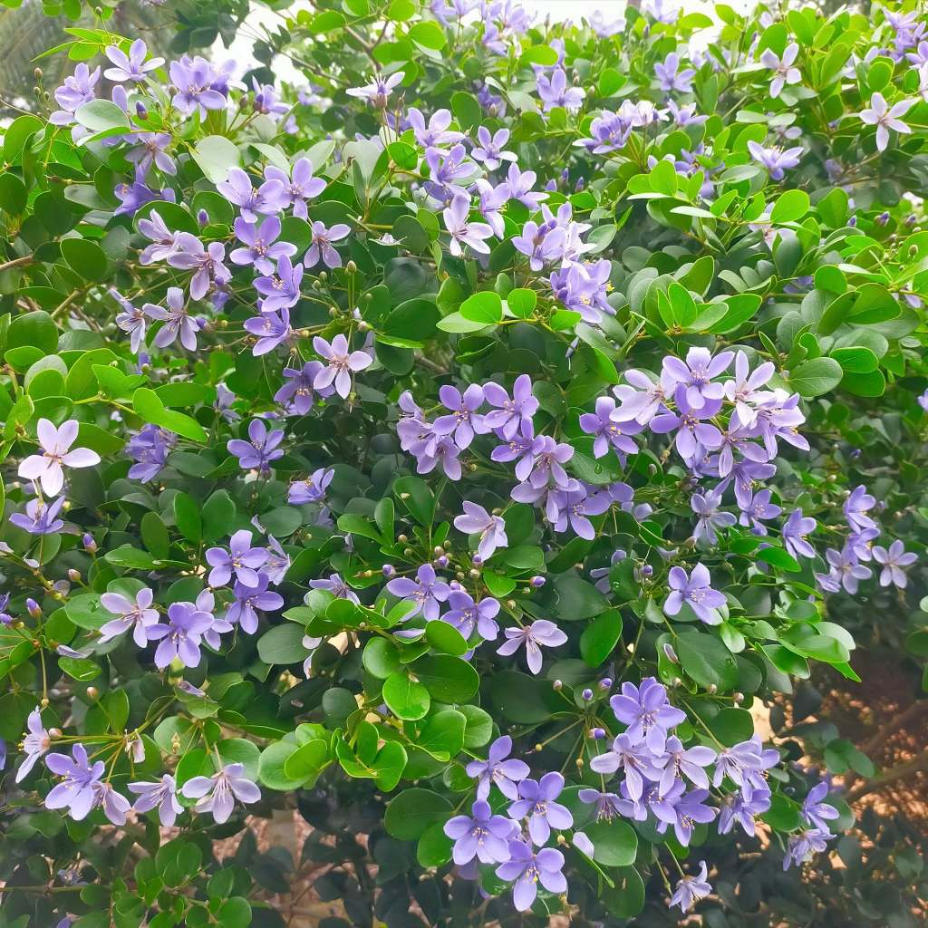 แก้วเจ้าจอม ไม้ทรงพุ่มสวย ดอกสีสวยละมุนตา มีกลิ่นหอม Guaiacum officinale L