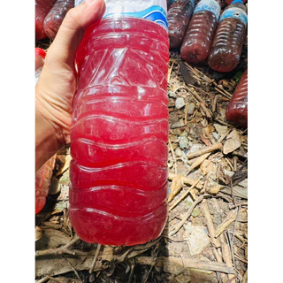 ทองหลางน้ำก้านแดงมีหนาม ใบกินได้ พืชพี่เลี้ยง ตุ้มตอนมีราก ความยาวขั้นต่ำ 30เซนติเมตร