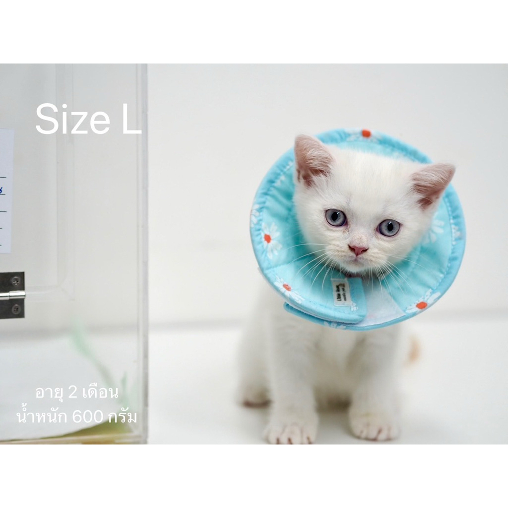 คอลล่ากันเลีย ป้องกันการเกาตา ป้องกันการแทะเท้า แทะแผล สำหรับลูกสุนัขและแมว - รูปที่ 5