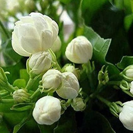 10 มะลิ มะลิลา Jasmine flower