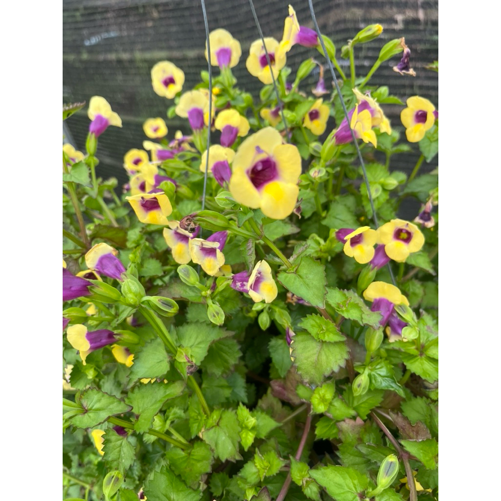 ต้นกล้าแววมยุราเลื้อย🌱สีเหลือง🌼สายพันธุ์ญี่ปุ่น👉พร้อมส่ง