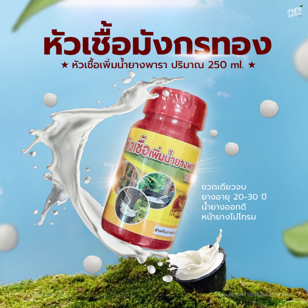 หัวเชื้อมังกรทอง ขวดเดียวจบ ยางอายุ 20-30 ปีน้ำยางออกดี หน้ายางไม่โทรม  ปริมาตร สุทธิ 250ml