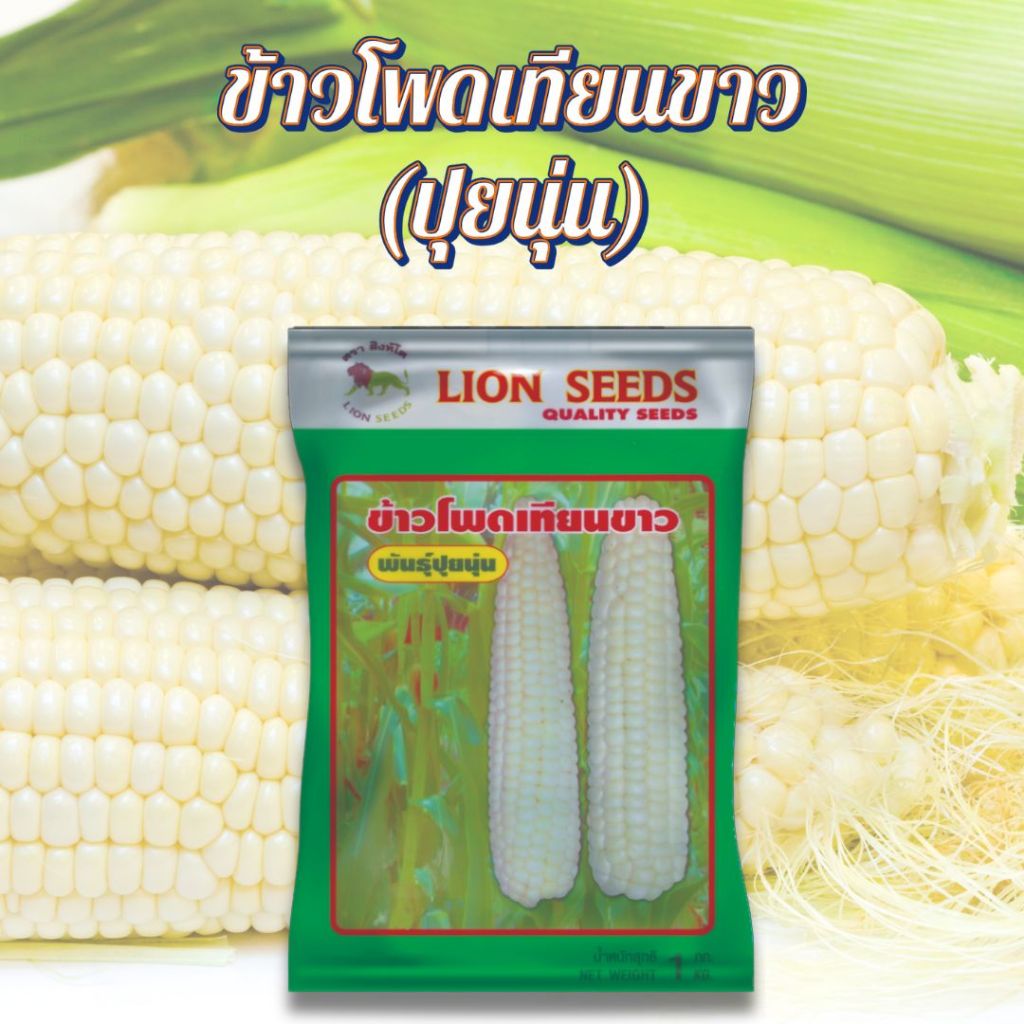 ข้าวโพดเทียนขาว (ปุยนุ่น)