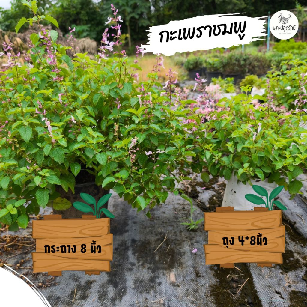 ต้นกะเพราชมพู Pink sage ไม้พุ่ม ดอกสวยน่ารัก