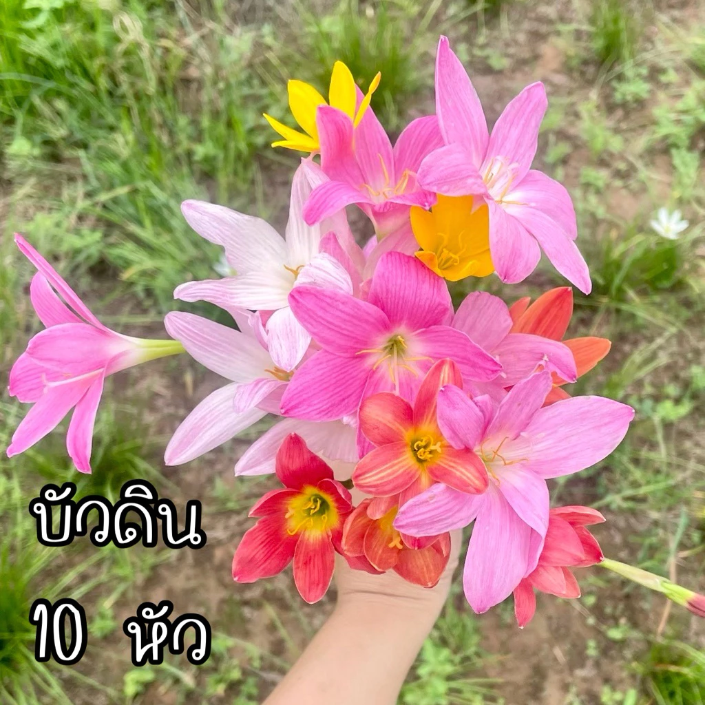 บัวดิน ชุด 10หัว ดอกน่ารัก ไม้หัวเลี้ยงง่ายมากๆ