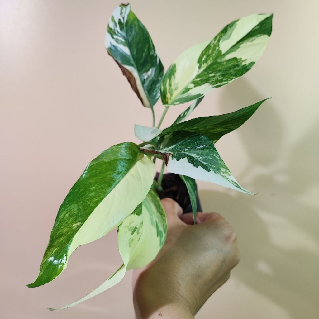 อิพิด่างขาว ด่างสวยๆ ไม้วางข้อ ตรงปก Epipremnum Pinnatum Variegated