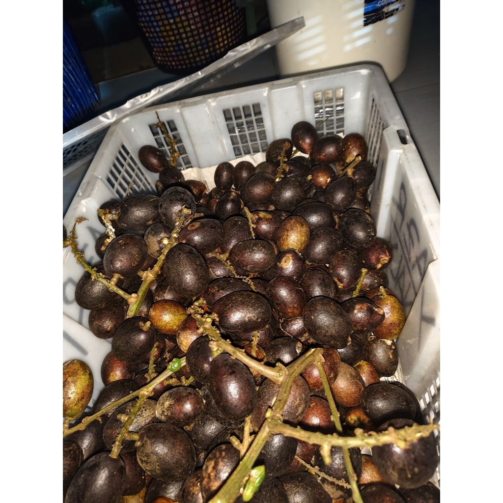 ครึ่ง กิโลกรัม 300 บาท ลำไยคริสตัลสีม่วง
