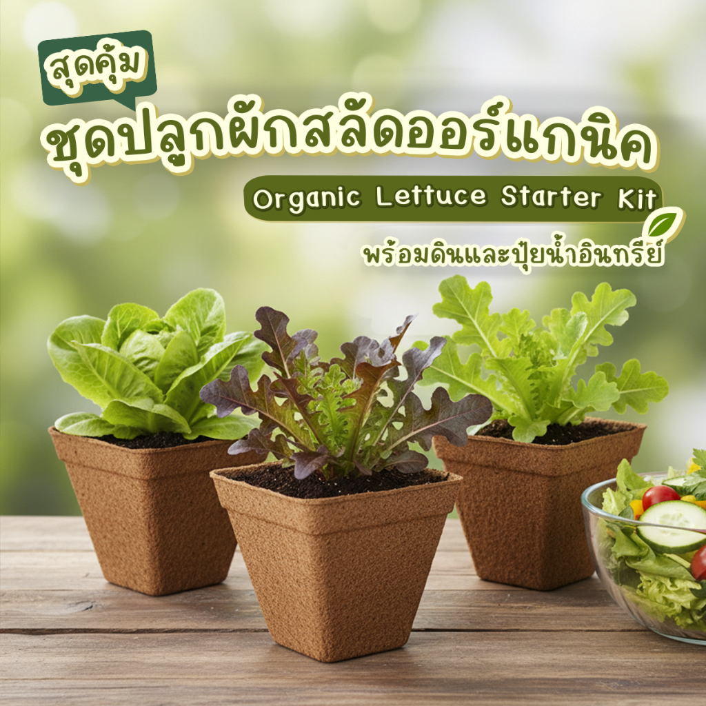 Easy Grow ชุดปลูกผักสลัด สำหรับมือใหม่ [Greens Starter Kit] 100% ออร์แกนิค Non-GMO ปลูกง่าย ทั้งในกระถางและลงดิน