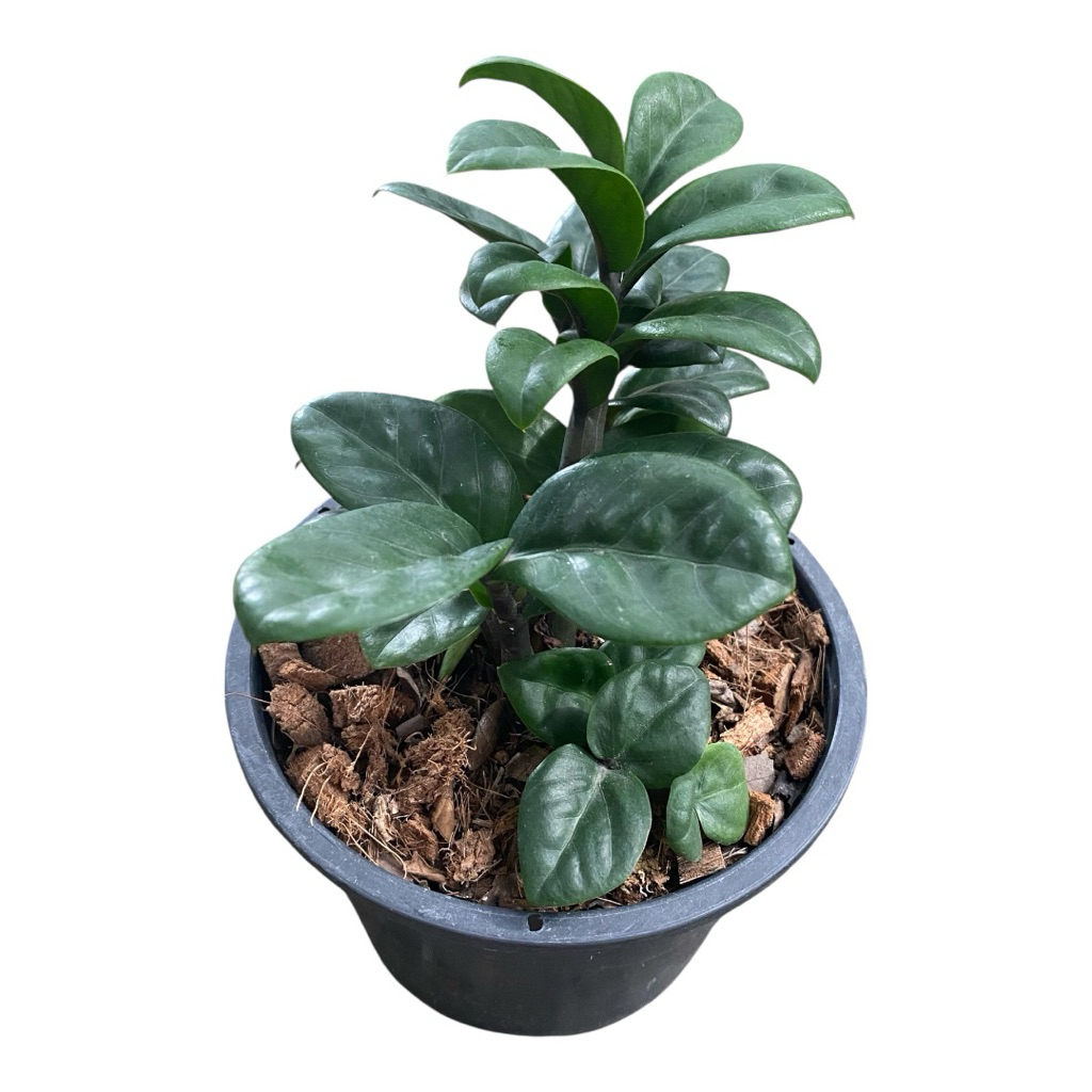 กวักมรกตเขียวแคระ กระถางดำ 6 นิ้ว (รุ่นใหม่)ฟอร์มกอ (Zamioculcas Zamiifolia Dwarf) pot”6