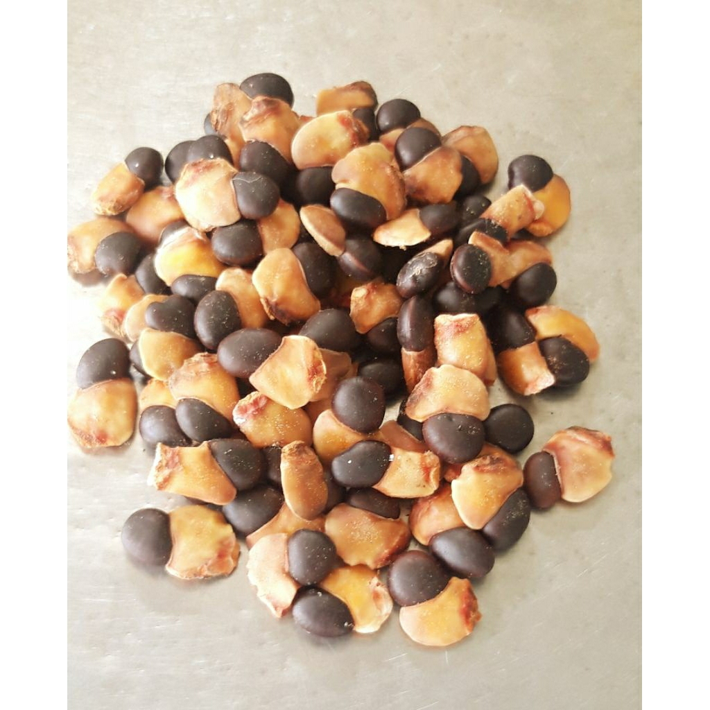 เมล็ดมะค่าแต้ ไม้มีค่าน่าปลูก พร้อมส่ง 50-100 เมล็ด